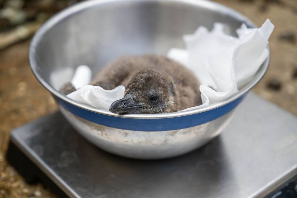Afrikanische Pinguinküken im Zoo von Hertfordshire geboren Afrikanische Pinguinküken im Zoo von Hertfordshire geboren