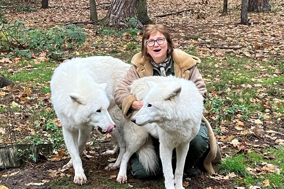 Tundrawölfe im Hanauer Wildpark Alte Fasanerie Tundrawölfe im Hanauer Wildpark Alte Fasanerie