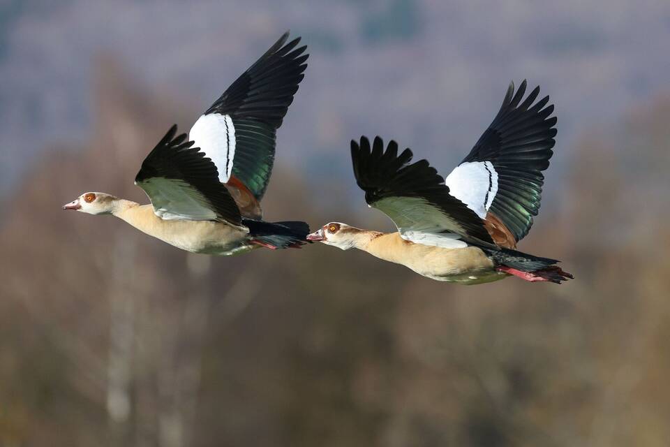 Nilgänse Nilgänse