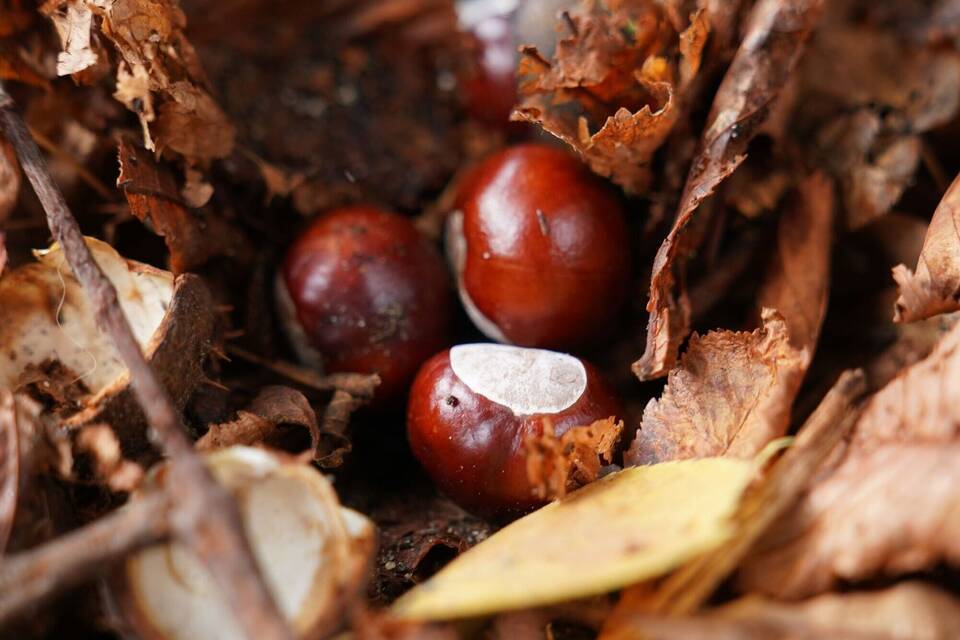 Was ist eigentlich so toll am Herbst? Was ist eigentlich so toll am Herbst?