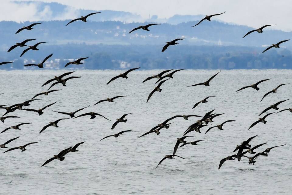 Kormorane am Bodensee Kormorane am Bodensee