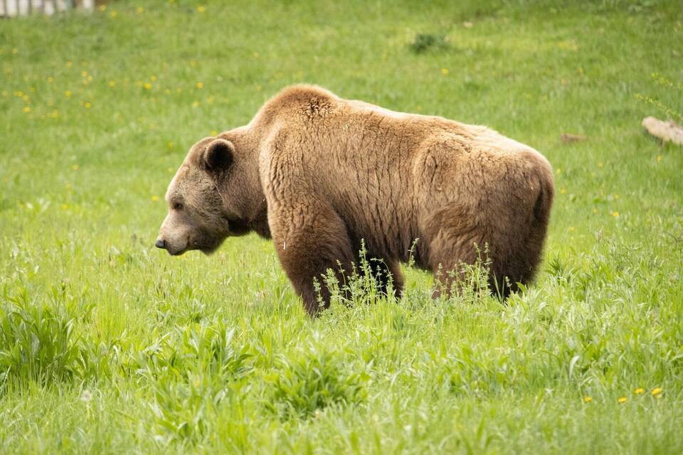 Braunbär Braunbär