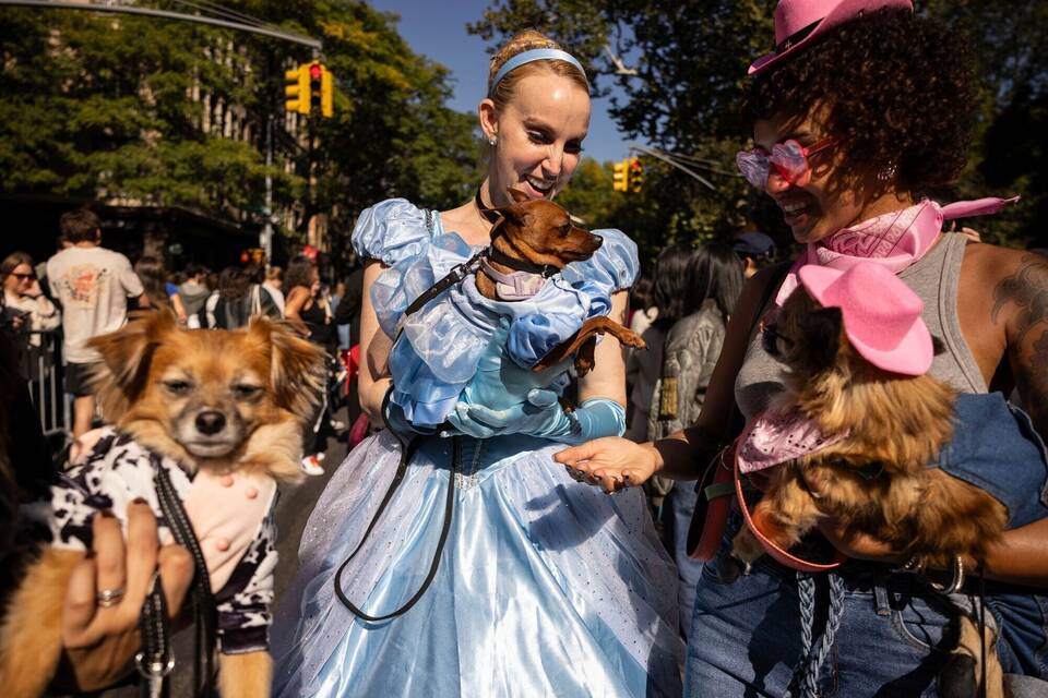 Halloween Hundeparade in New York Halloween Hundeparade in New York