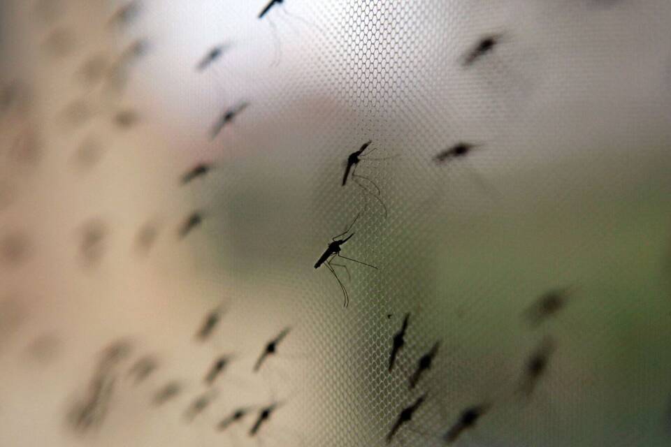 Malaria Malaria