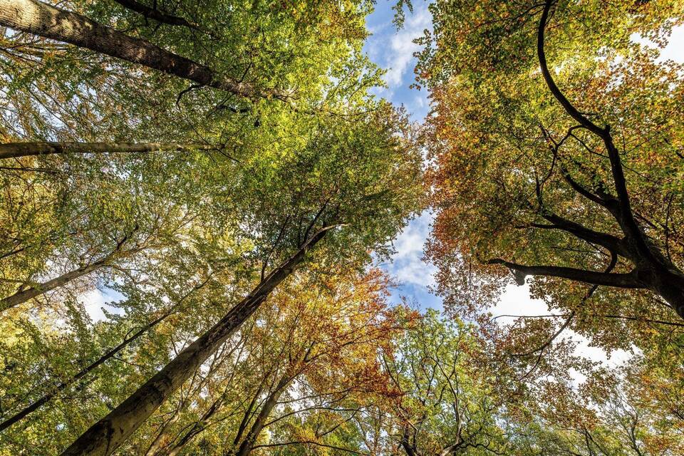 Wald Wald