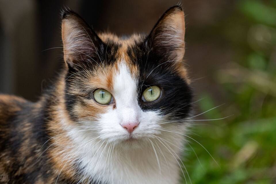 Katze in der Stadt Katze in der Stadt