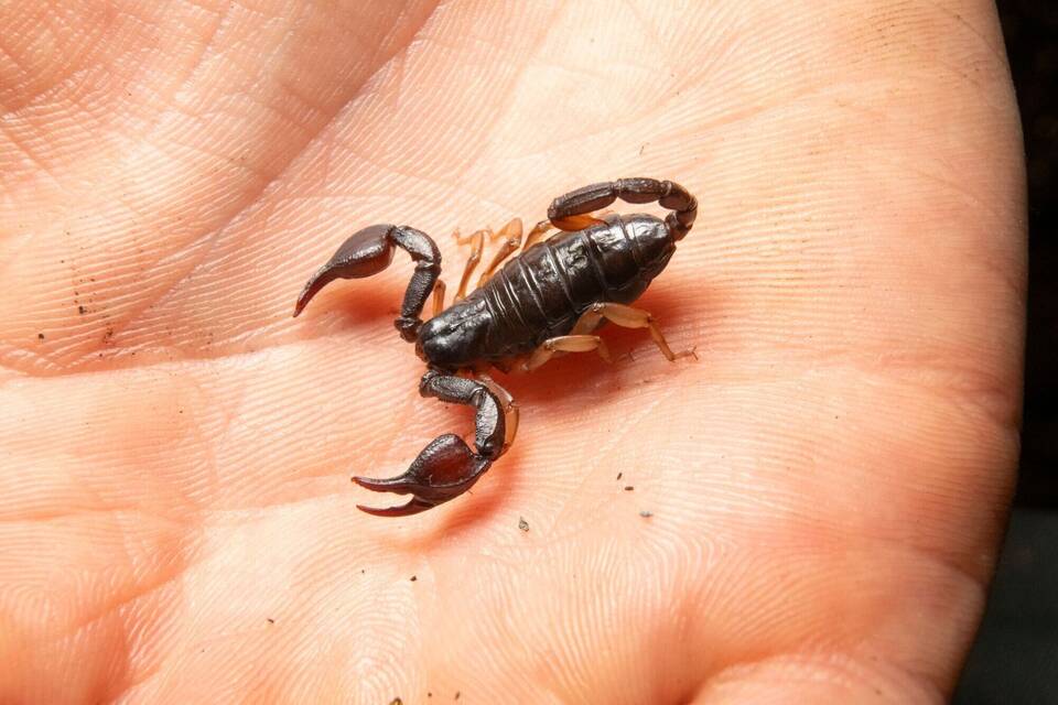 Europäischer Skorpion Europäischer Skorpion