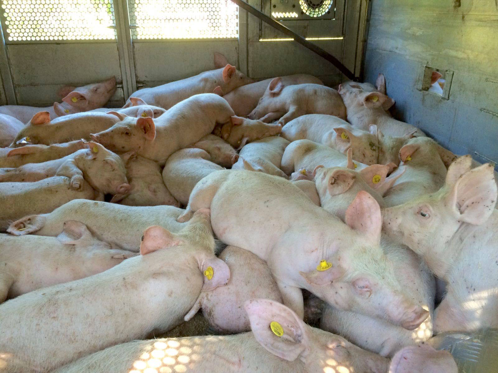 Tiertransport gestoppt: Knapp 1200 Ferkel in Lastwagen zusammengepfercht - Nachrichten aus der Metropolregion Rhein-Neckar - RNZ