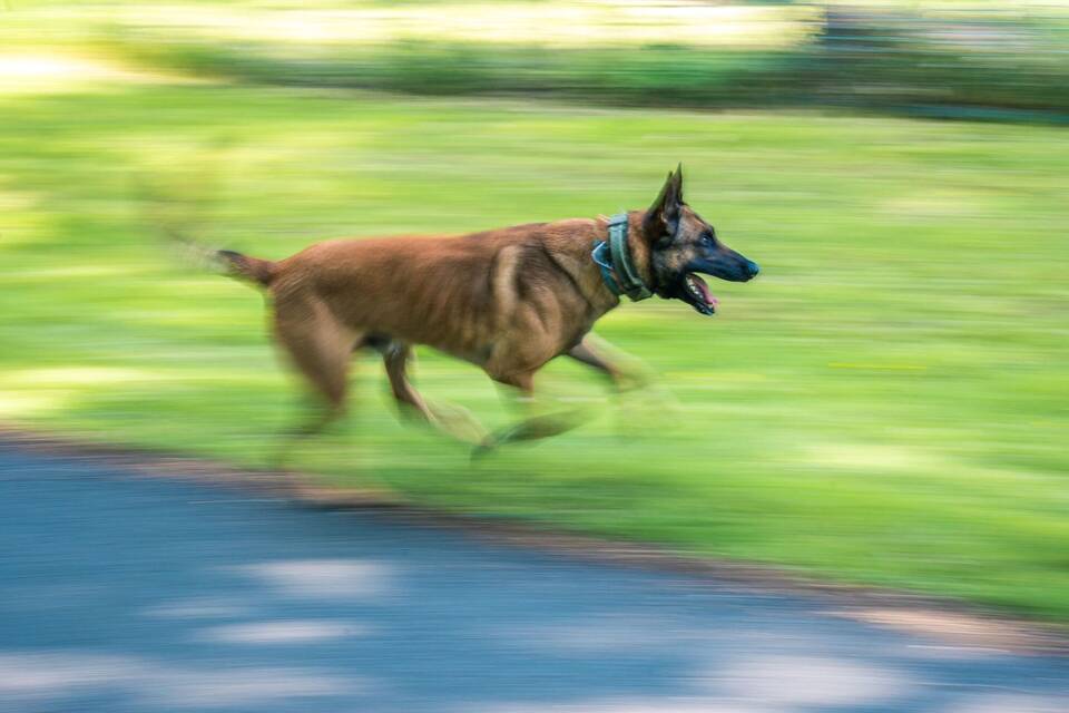 Polizeihund Polizeihund