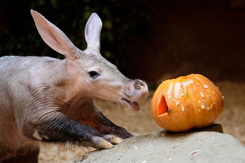 Halloween im Prager Zoo Halloween im Prager Zoo