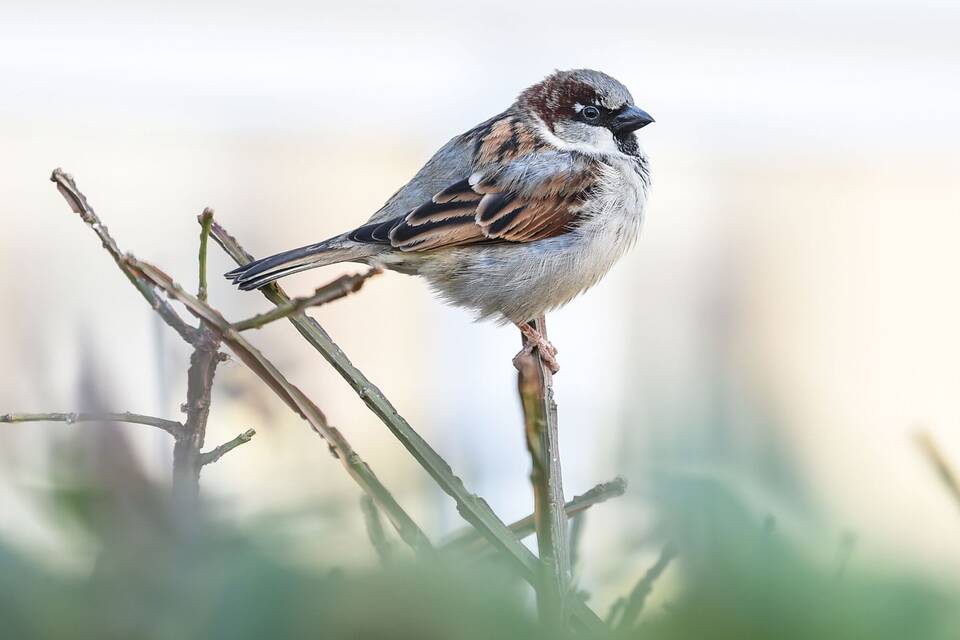 Spatz Spatz