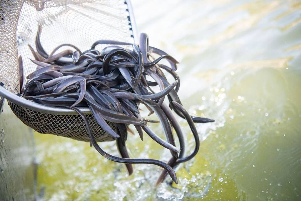 Europäischer Aal ist «Fisch des Jahres 2025» Europäischer Aal ist «Fisch des Jahres 2025»