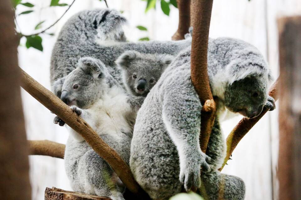 Koalas im Duisburger Zoo Koalas im Duisburger Zoo
