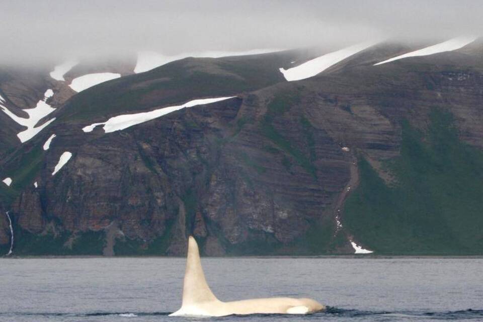 Weißer Orca Weißer Orca