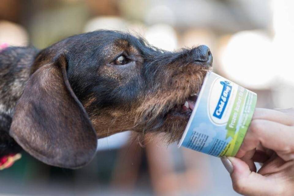 Eis für Hunde Eis für Hunde