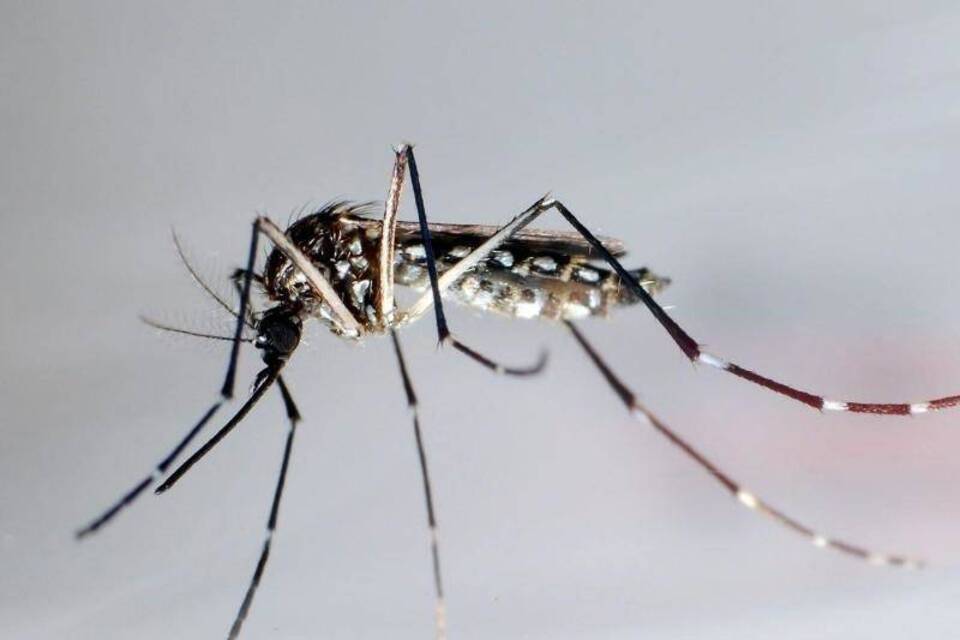 Moskito Aedes aegypti