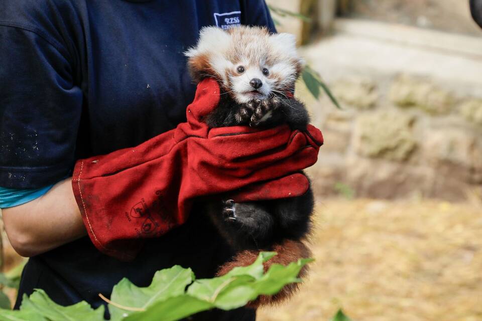 Roter Panda gestorben: Zoo gibt Feuerwerk die Schuld Roter Panda gestorben: Zoo gibt Feuerwerk die Schuld