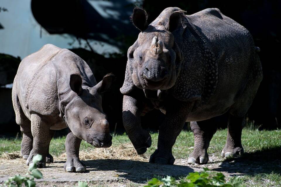 Nashorn-Mama Rapti gestorben Nashorn-Mama Rapti gestorben