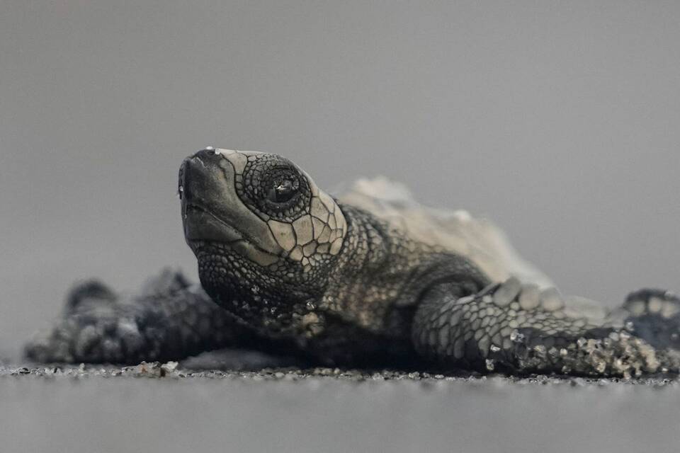 Baby-Schildkröten in Panama Baby-Schildkröten in Panama