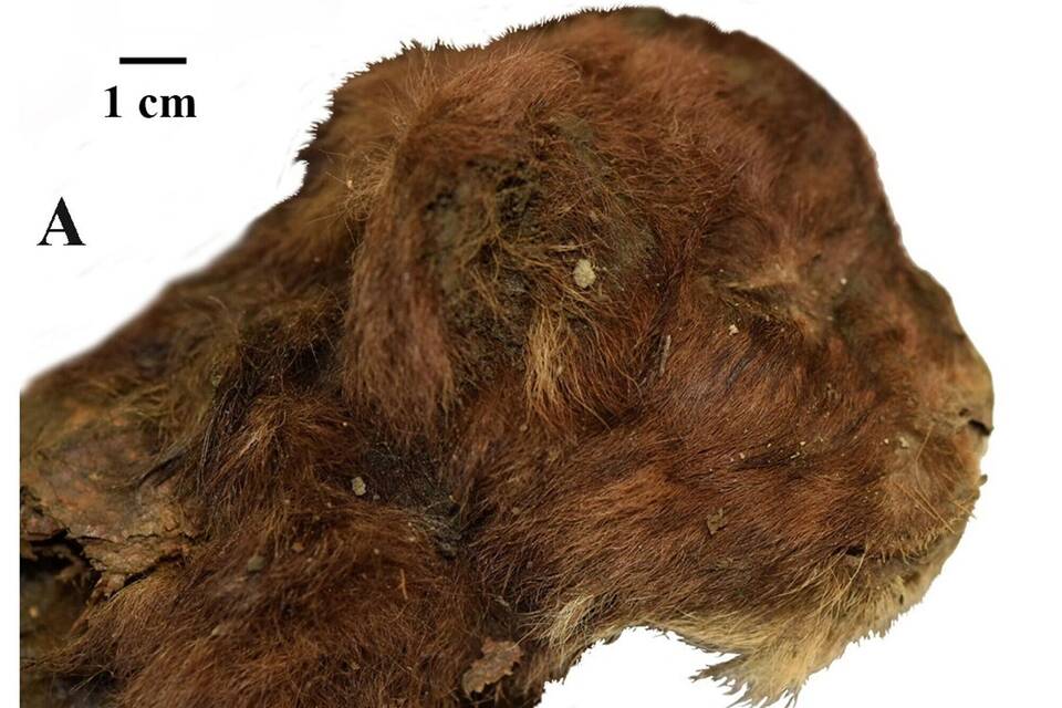 Säbelzahntiger-Jungtier in Sibirien entdeckt Säbelzahntiger-Jungtier in Sibirien entdeckt