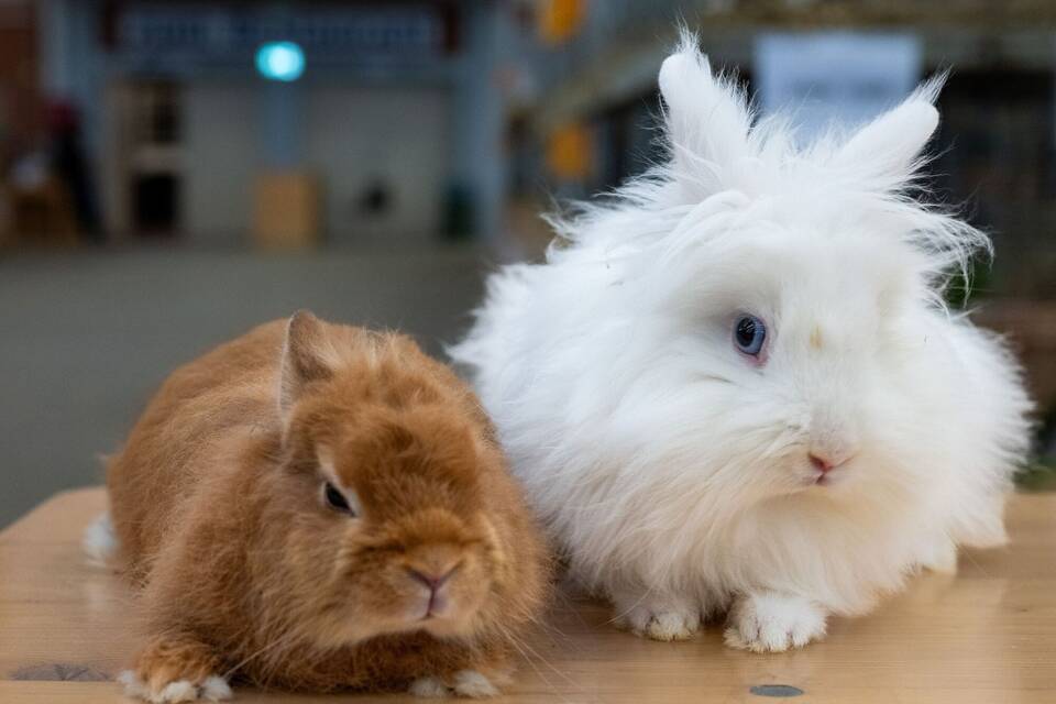 Kaninchen Kaninchen