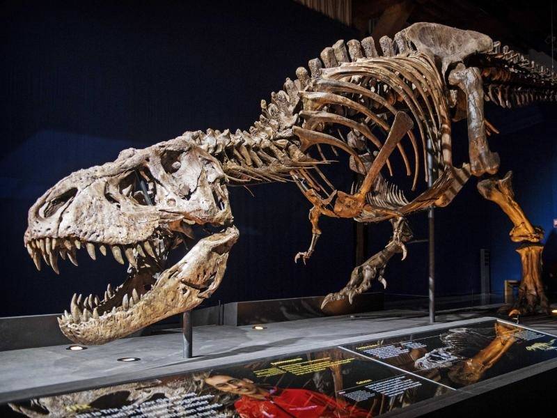Niederländisches Museum zeigt Skelett von T. rex Kultur und Entertainment RNZ
