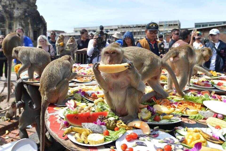 Festmahl für Affen in Thailand - Lopburi Monkey Festival Festmahl für Affen in Thailand - Lopburi Monkey Festival