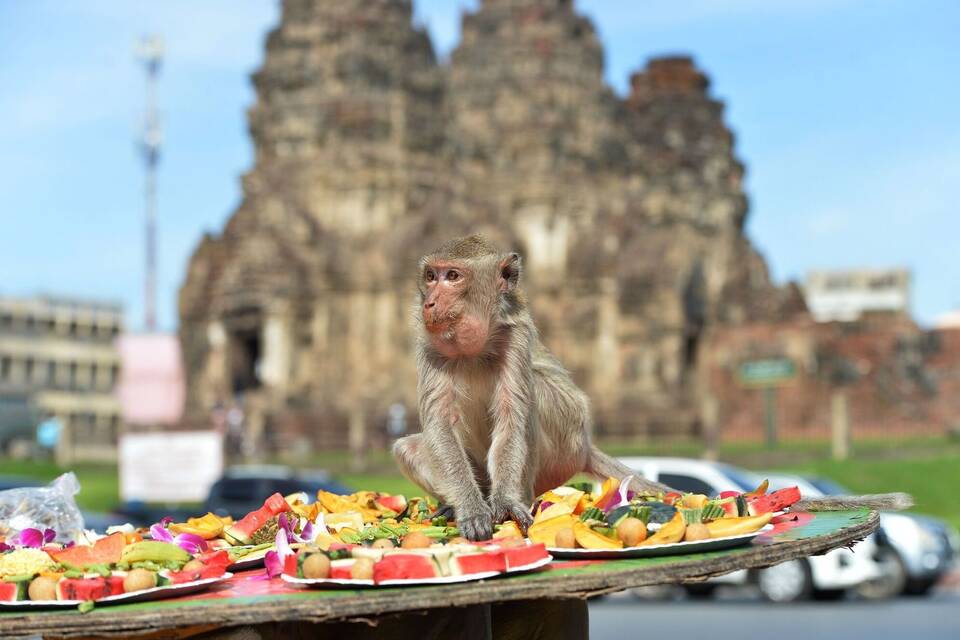Festmahl für Affen in Thailand - Lopburi Monkey Festival