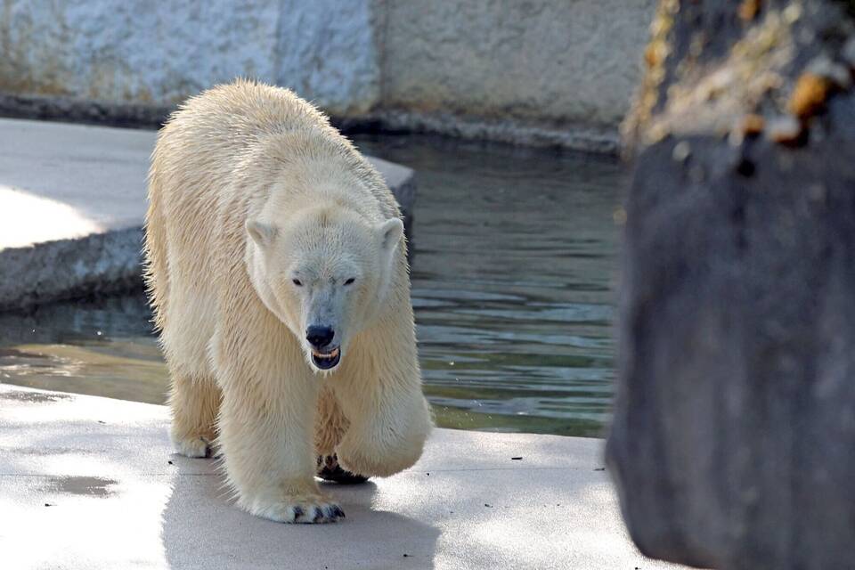 Eisbärin Nuka im Karlsruher Zoo Eisbärin Nuka im Karlsruher Zoo