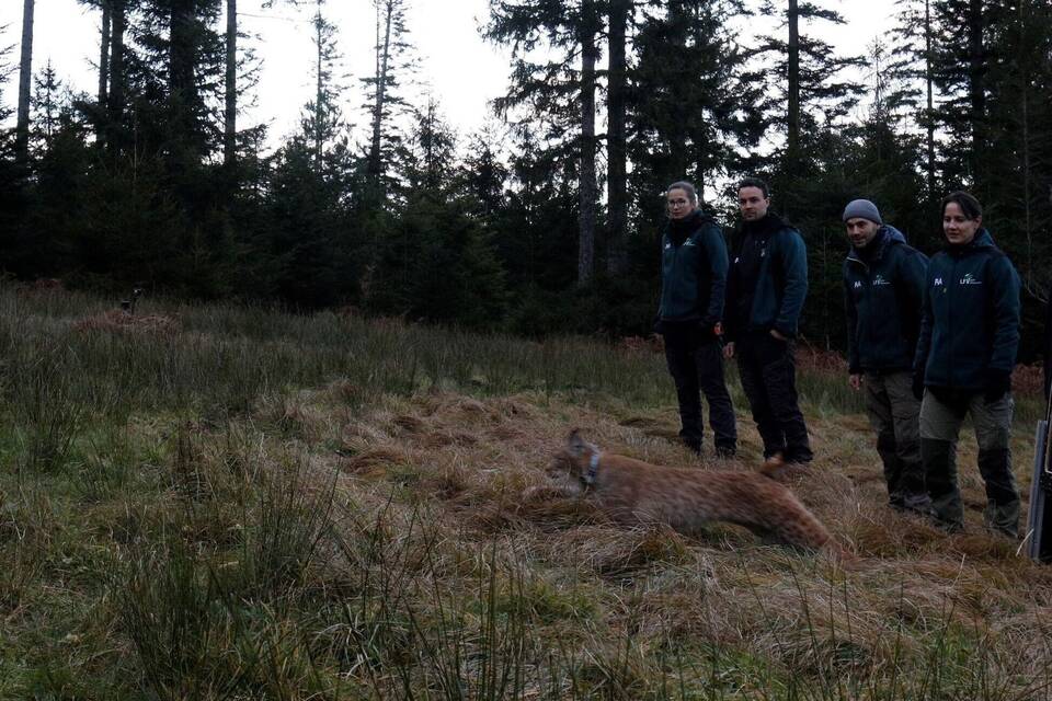 Nach Tod von Luchsin Finja - Katze «Verena» ausgewildert Nach Tod von Luchsin Finja - Katze «Verena» ausgewildert