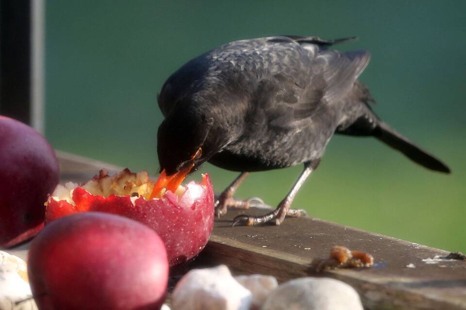 Vogelfütterung im Winter: Amseln fressen gerne Äpfel Vogelfütterung im Winter: Amseln fressen gerne Äpfel