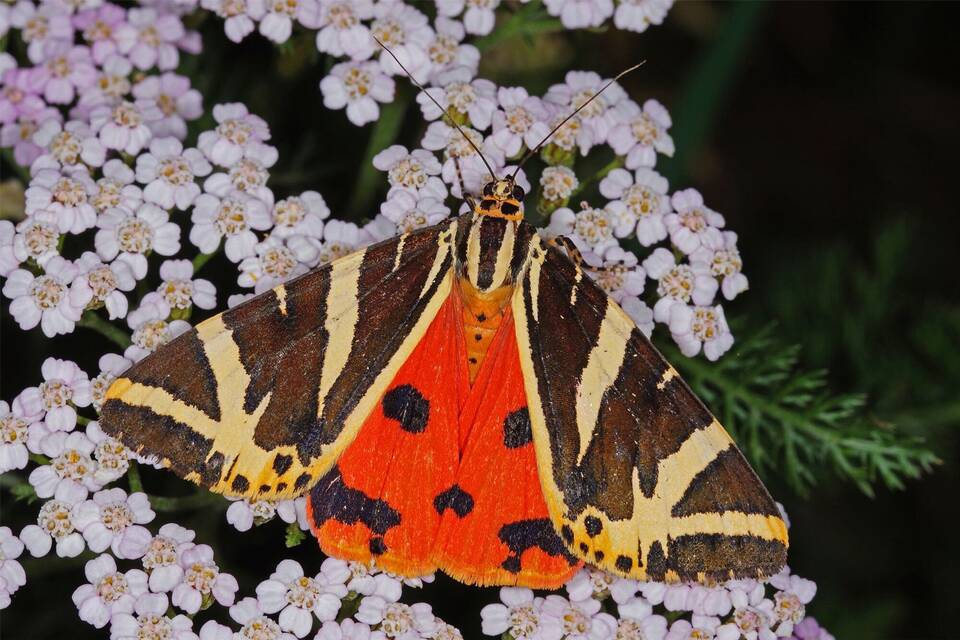 «Spanische Flagge» ist Schmetterling des Jahres «Spanische Flagge» ist Schmetterling des Jahres