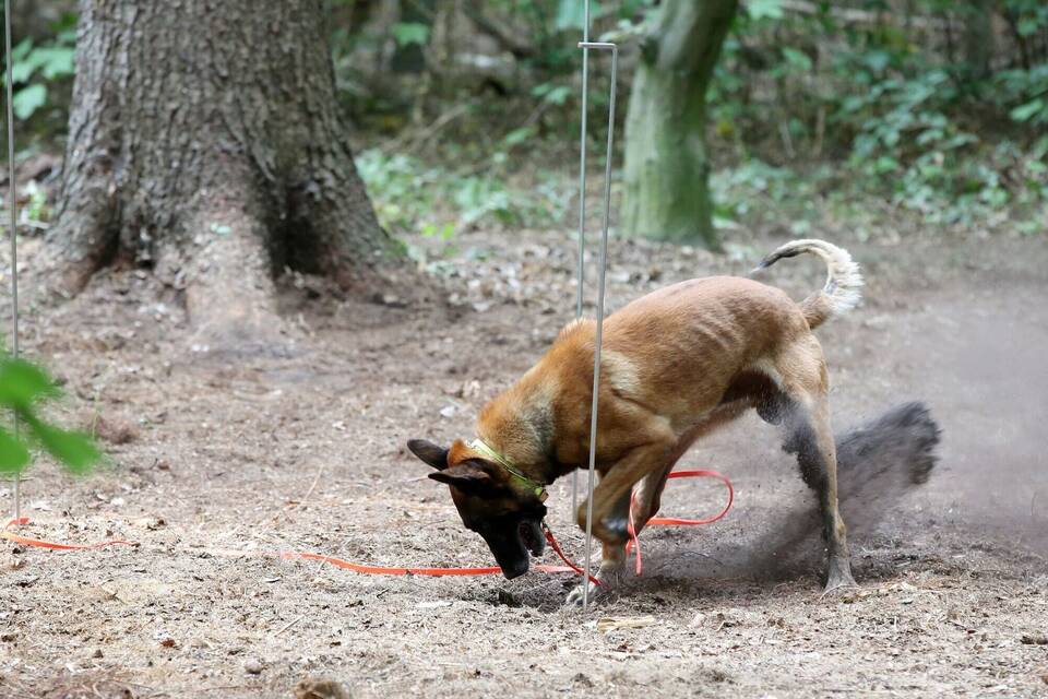 Leichenspürhund Leichenspürhund