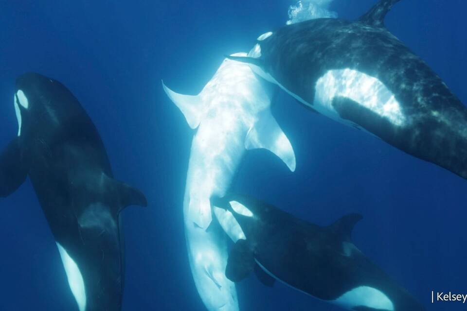 Orca-Gruppe jagt Walhaie Orca-Gruppe jagt Walhaie