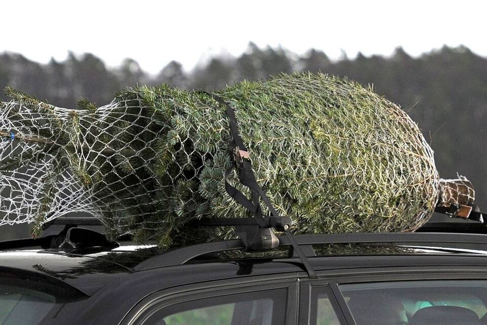 Weihnachtsbaum mit Spanngurten auf einem Autodach gesichert Weihnachtsbaum mit Spanngurten auf einem Autodach gesichert