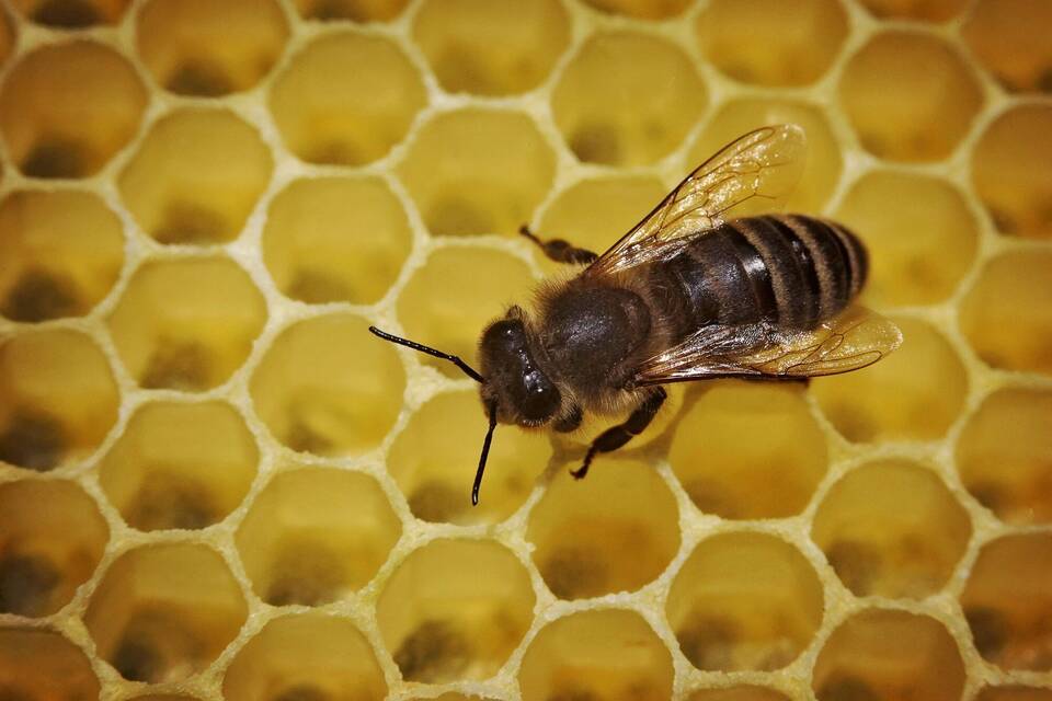 Bienen