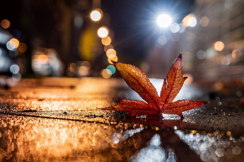 Herbstblatt im Regen Herbstblatt im Regen