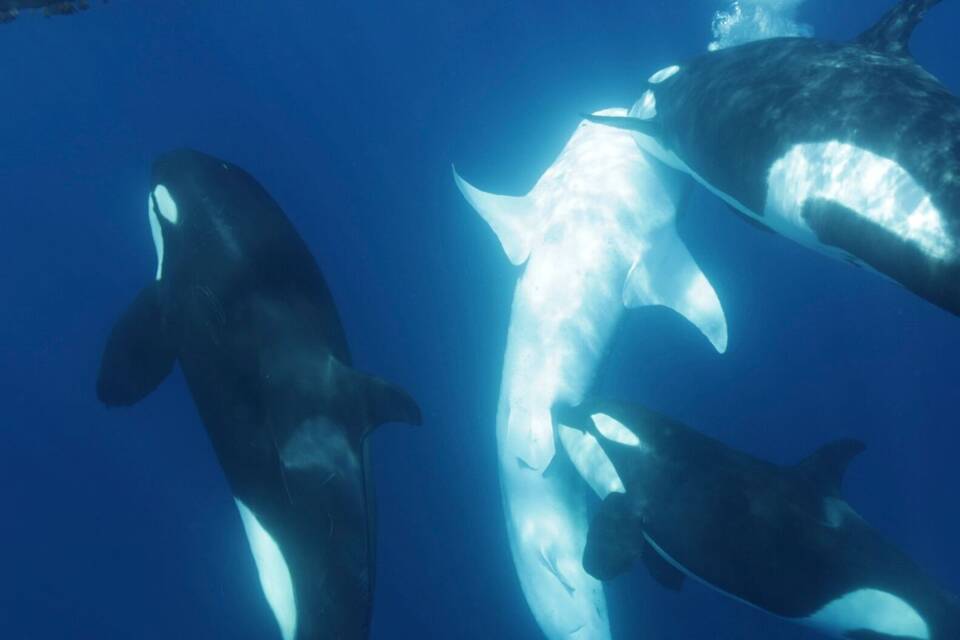 Orca-Gruppe jagt Walhaie Orca-Gruppe jagt Walhaie