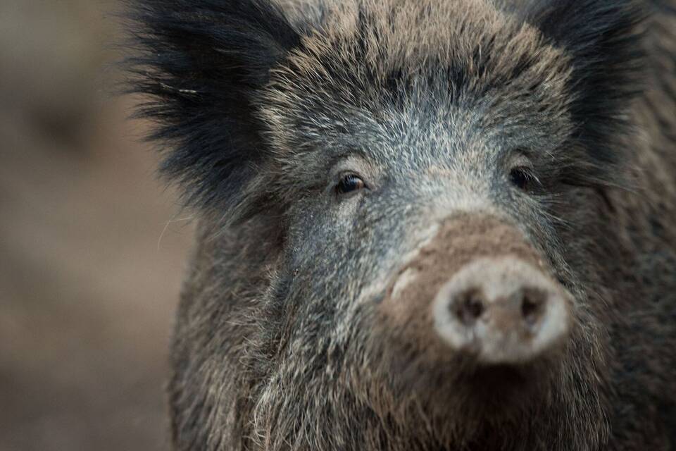 Wildschwein (Symbolbild) Wildschwein (Symbolbild)