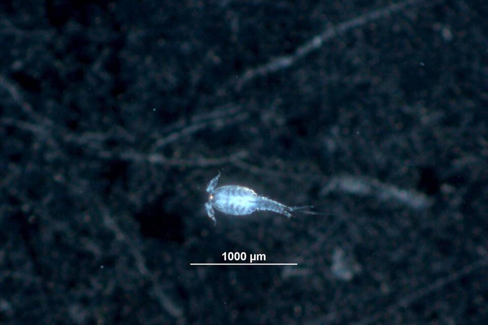Trinkwassernetz ist ein Lebensraum für Tiere Trinkwassernetz ist ein Lebensraum für Tiere