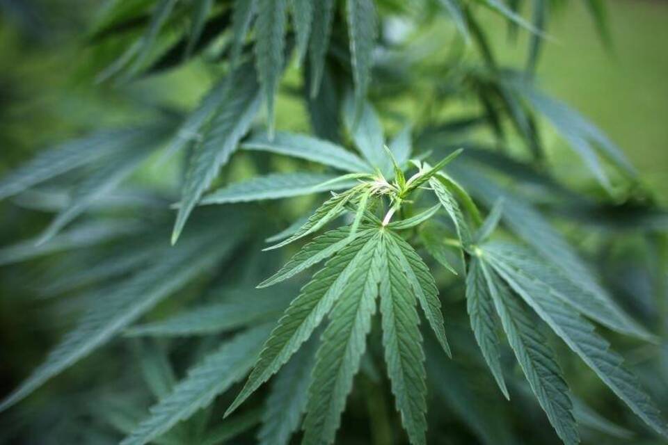Cannabis Cannabis
