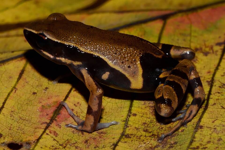 Kongobecken ist Schatztruhe der Vielfalt Kongobecken ist Schatztruhe der Vielfalt