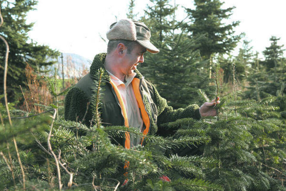 "Ein Traum von Weihnachtsbaum" ist gar nicht so einfach RheinNeckar