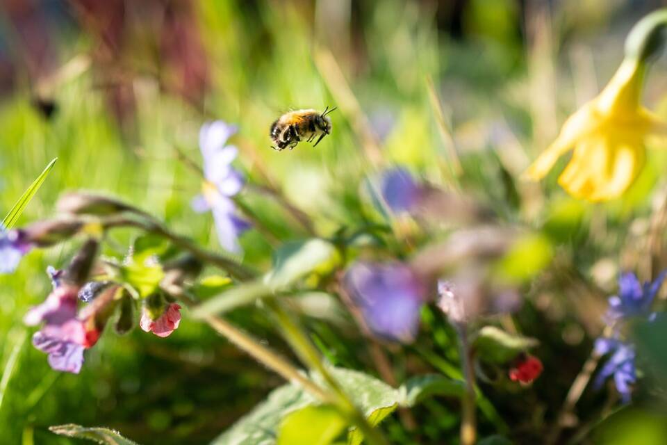 Eine Wildbiene in einem Frankfurter Vorgarten Eine Wildbiene in einem Frankfurter Vorgarten