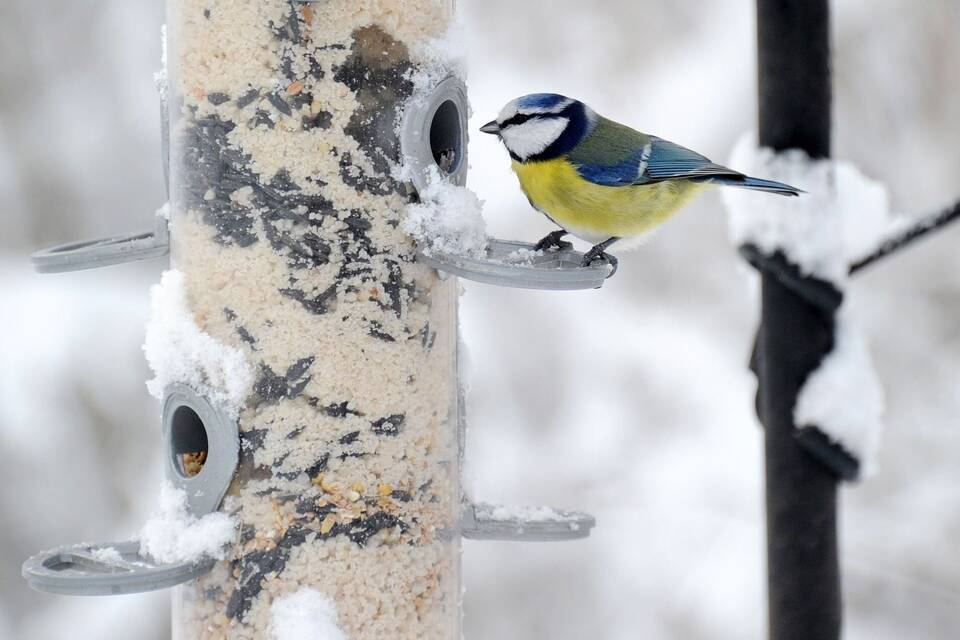 Vogelfütterung im Winter Vogelfütterung im Winter