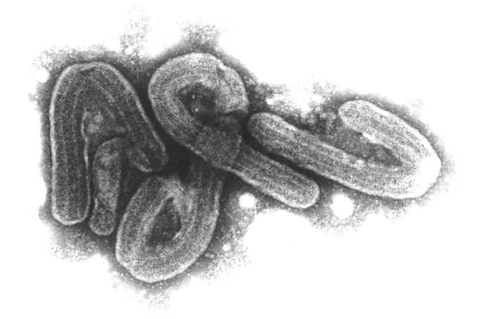 Marburg-Virus Marburg-Virus