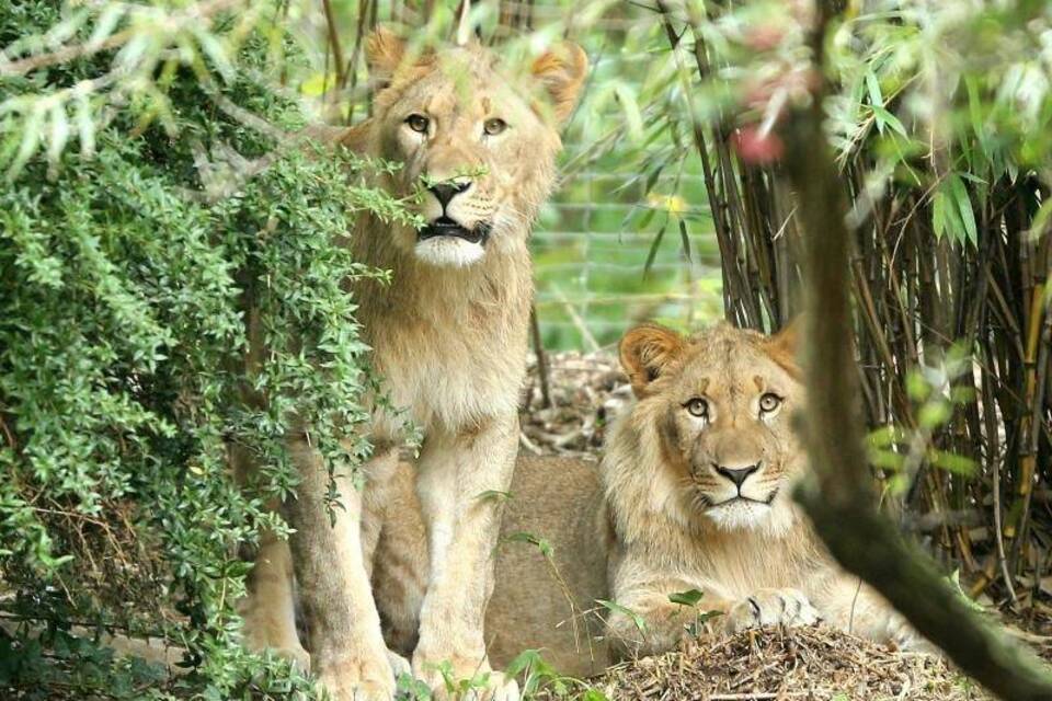 Löwen im Zoo Leipzig Löwen im Zoo Leipzig
