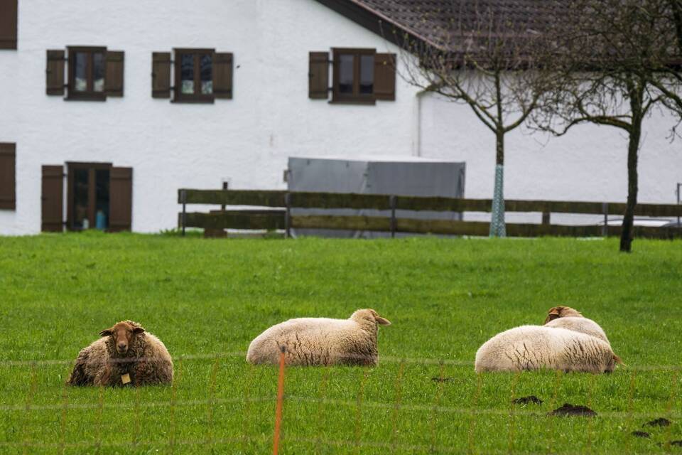 Schafe in Bayern Schafe in Bayern