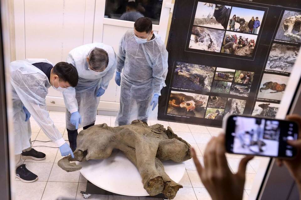 Gut erhaltenes Mammut-Baby in Russland entdeckt Gut erhaltenes Mammut-Baby in Russland entdeckt