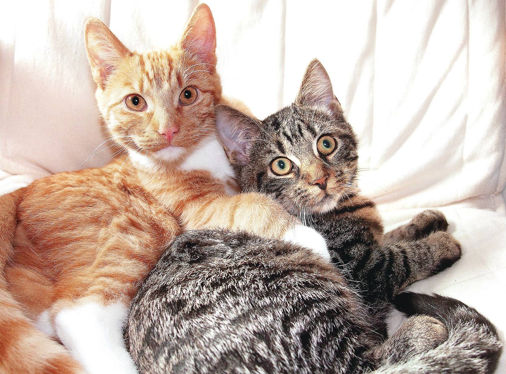 Neue katze kennenlernen